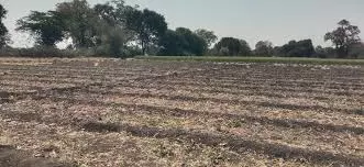 Farrukhabad: खेत चोरी का सनसनीखेज मामला, लेखपाल फंसा Farrukhabad: खेत चोरी का सनसनीखेज मामला, लेखपाल फंसा