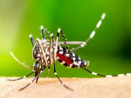 Pune में डेंगू का प्रकोप: सितंबर के पहले पखवाड़े में 32 पुष्ट, 285 संदिग्ध मामले Pune में डेंगू का प्रकोप: सितंबर के पहले पखवाड़े में 32 पुष्ट, 285 संदिग्ध मामले