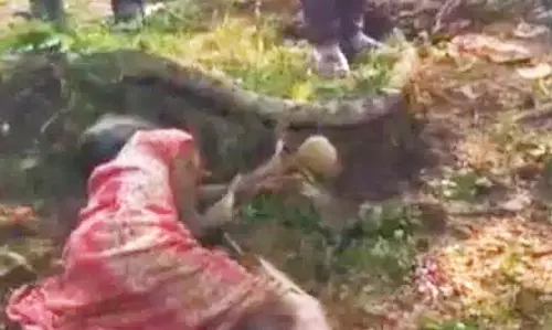 मशरूम के लिए गई महिला पर हाथी ने किया हमला, मौत
