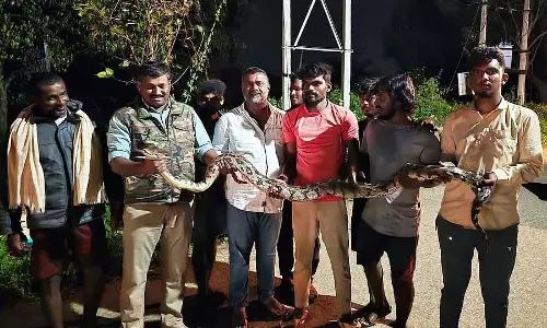 Channapatna : 10 फुट लंबा अजगर मिला Channapatna : 10 फुट लंबा अजगर मिला