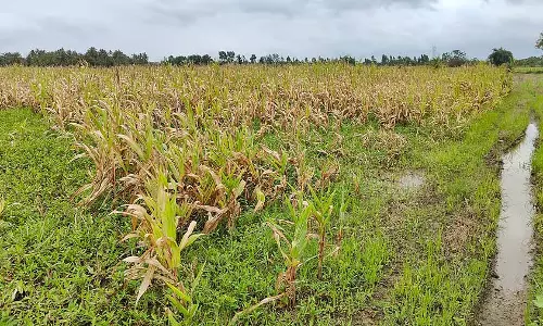 संयुक्त सर्वेक्षण: लगातार बारिश से 17,022 हेक्टेयर फसलें क्षतिग्रस्त संयुक्त सर्वेक्षण: लगातार बारिश से 17,022 हेक्टेयर फसलें क्षतिग्रस्त