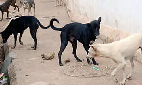 Bellary: आवारा कुत्तों के हमले में तीन घायल