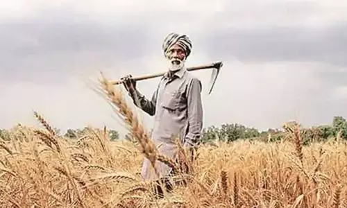 Rajpura: किसानों को मिली राहत, फसल खरीद संपन्न Rajpura: किसानों को मिली राहत, फसल खरीद संपन्न