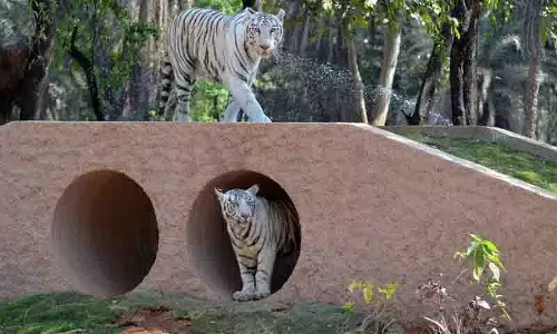 Hyderabad Zoo में छह बाघ शावकों का जन्म, अब हिमालयन भालू के जन्म पर नजर