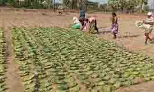 Bolangir: केंदू पत्तों की अवैध तस्करी का भंडाफोड़