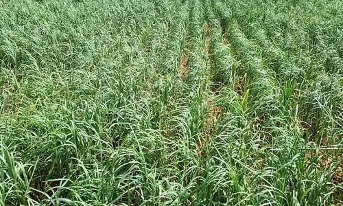 बारिश की कमी; बाजरे की फसल बौनी