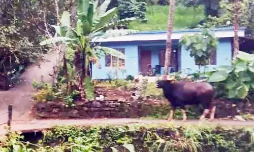 Kerala : जंगली जानवर जंगल में प्रवेश नहीं कर रहे, लोग भयभीत Kerala : जंगली जानवर जंगल में प्रवेश नहीं कर रहे, लोग भयभीत