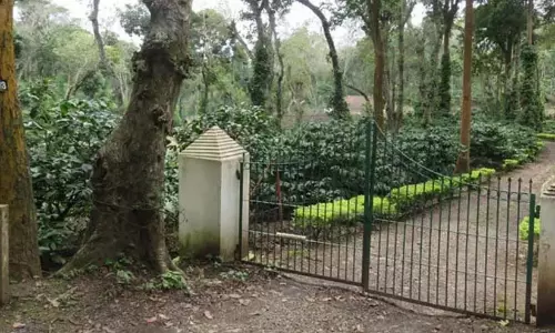 अलाथुर एस्टेट में पेड़ों की कटाई का काम चल रहा है, जहां अदालती मामला लंबित है अलाथुर एस्टेट में पेड़ों की कटाई का काम चल रहा है, जहां अदालती मामला लंबित है