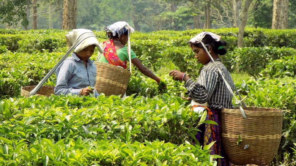 Assam सरकार ने चाय बागान समुदायों के लिए दोहरे जाति प्रमाण पत्र लागू किए Assam सरकार ने चाय बागान समुदायों के लिए दोहरे जाति प्रमाण पत्र लागू किए