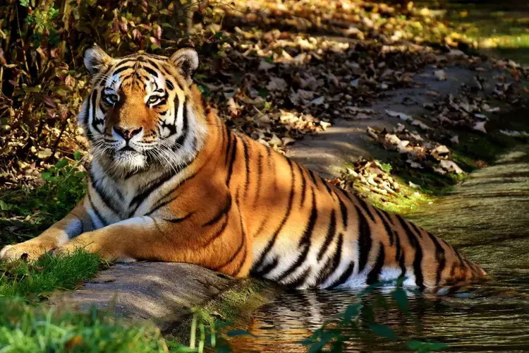 Kerala : अभयारण्यों और वन्यजीव अभयारण्यों में चुनिंदा तिथियों पर निःशुल्क प्रवेश एक वर्ष का पास जीतने का मौका भी