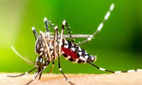 Pune में डेंगू का प्रकोप: सितंबर के पहले पखवाड़े में 32 पुष्ट, 285 संदिग्ध मामले