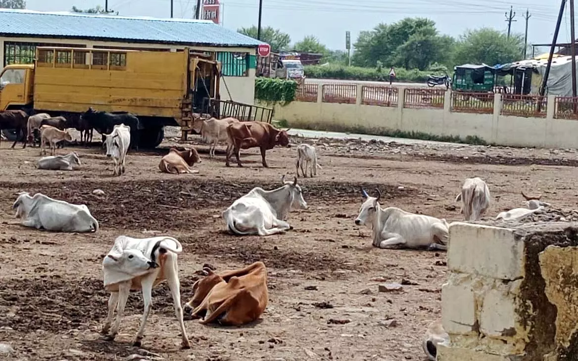 Bhopal: नगर निगम की गौशाला की हालत खस्ता, मवेशी कीचड़ में संघर्ष कर रहे Bhopal: नगर निगम की गौशाला की हालत खस्ता, मवेशी कीचड़ में संघर्ष कर रहे
