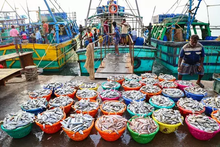 टूना और समुद्री शैवाल का निर्यात बढ़ाने के लिए केंद्र सरकार लक्षद्वीप में आयोजित करेगी इन्वेस्टर मीट टूना और समुद्री शैवाल का निर्यात बढ़ाने के लिए केंद्र सरकार लक्षद्वीप में आयोजित करेगी इन्वेस्टर मीट