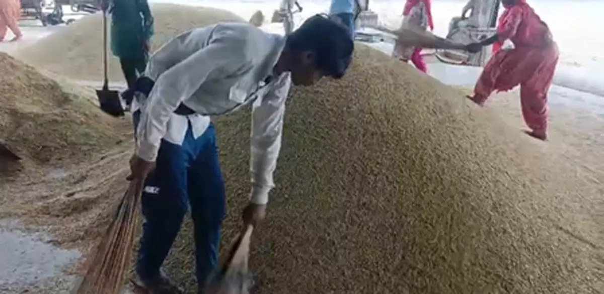 किसानों को बड़ी राहत, हरियाणा में धान की खरीद सोमवार से होगी शुरू किसानों को बड़ी राहत, हरियाणा में धान की खरीद सोमवार से होगी शुरू