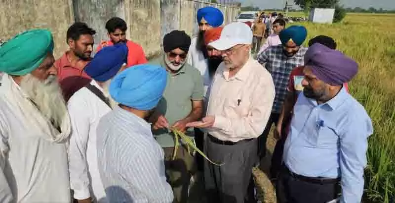 Patiala के धान किसान बौने वायरस से प्रभावित Patiala के धान किसान बौने वायरस से प्रभावित