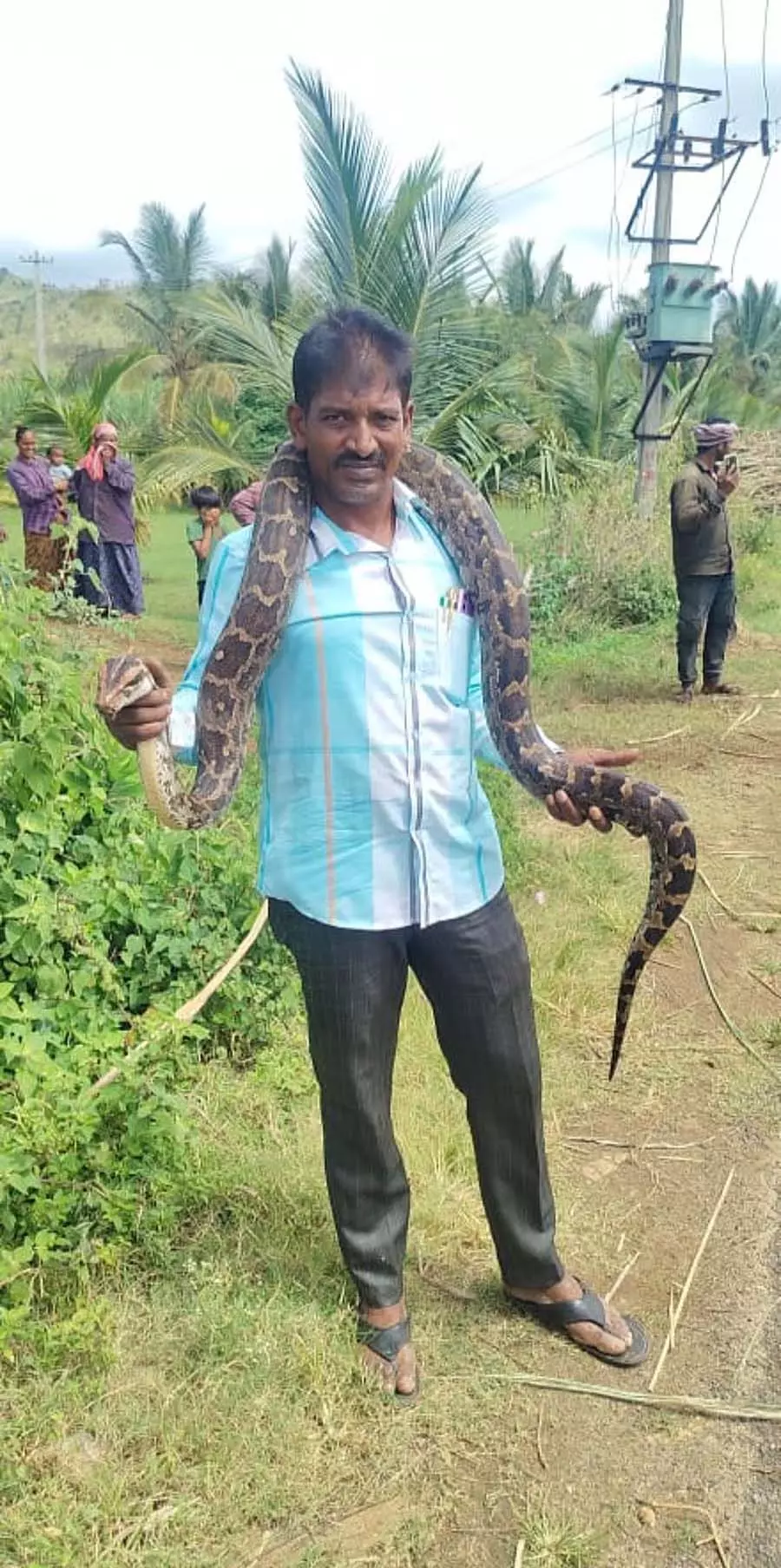 Kollegal : 15 फुट लंबे अजगर को बचाया गया Kollegal : 15 फुट लंबे अजगर को बचाया गया