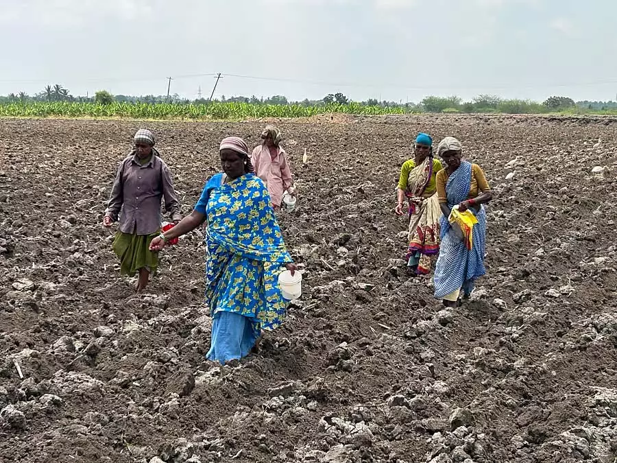 Chamarajanagar : मानसून की बारिश की कमी से बुवाई में बाधा Chamarajanagar : मानसून की बारिश की कमी से बुवाई में बाधा