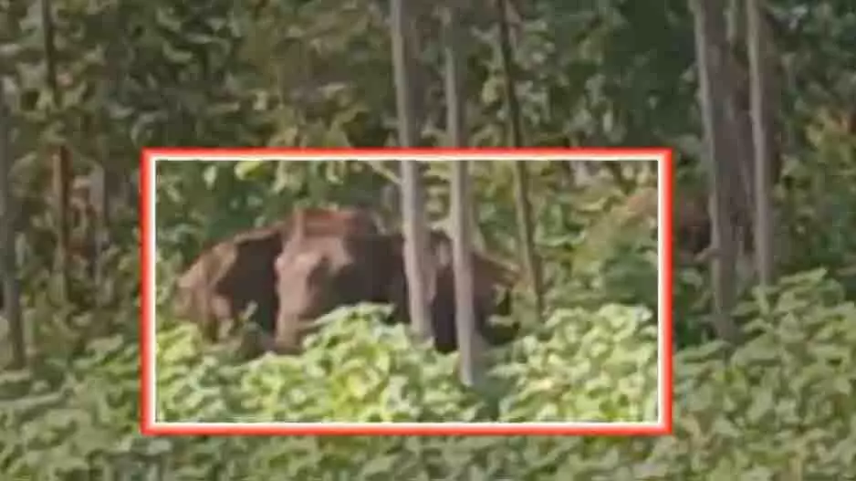 Odisha : बोलांगीर राउरकेला हाथियों के आतंक से जूझ रहे हैं Odisha : बोलांगीर राउरकेला हाथियों के आतंक से जूझ रहे हैं