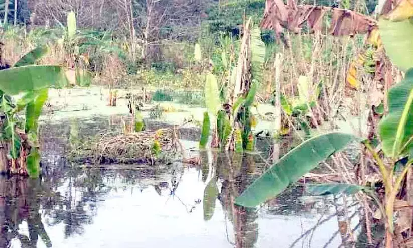 Kerala ; कृषि भूमि जलमग्न Kerala ; कृषि भूमि जलमग्न