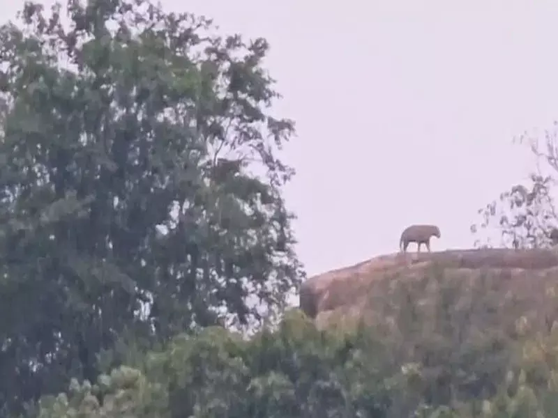 महबूबनगर में बाघिन के बाद फिर दिखा तेंदुआ, तिरुमला देव गुट्टा हिलॉक में मची दहशत महबूबनगर में बाघिन के बाद फिर दिखा तेंदुआ, तिरुमला देव गुट्टा हिलॉक में मची दहशत