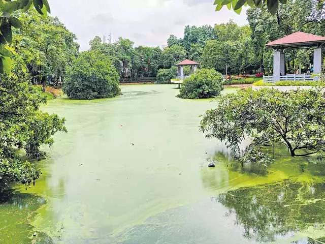 हैदराबाद में शुरू हुआ बथुकम्मा उत्सव, झीलों और तालाबों की सफाई पर उठे सवाल हैदराबाद में शुरू हुआ बथुकम्मा उत्सव, झीलों और तालाबों की सफाई पर उठे सवाल