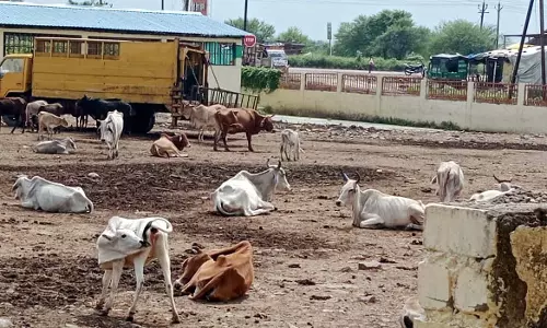 Bhopal: नगर निगम की गौशाला की हालत खस्ता, मवेशी कीचड़ में संघर्ष कर रहे Bhopal: नगर निगम की गौशाला की हालत खस्ता, मवेशी कीचड़ में संघर्ष कर रहे
