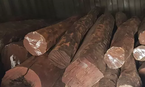 फार्महाउस से 12 करोड़ की लाल चंदन लकड़ी जब्त, पुष्पा नाम के तस्कर की तलाश  जारी