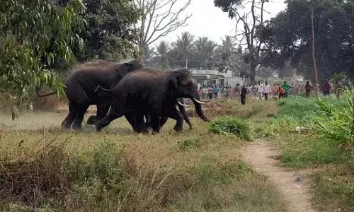 Thiruvananthapuram के निकट जंगली हाथी के हमले में व्यक्ति घायल