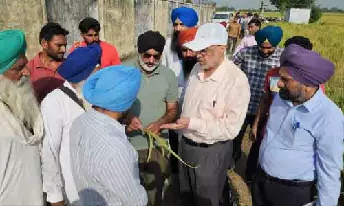 Patiala के धान किसान बौने वायरस से प्रभावित Patiala के धान किसान बौने वायरस से प्रभावित