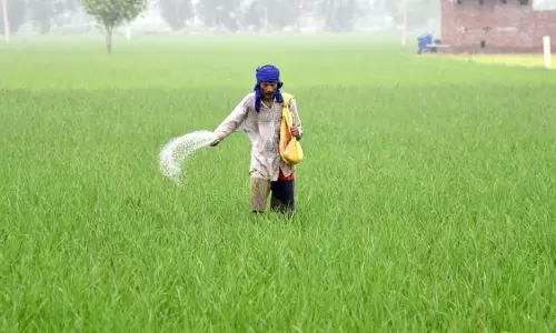 पश्चिमी उत्तर प्रदेश में धान की खरीद 1 अक्टूबर से शुरू होगी