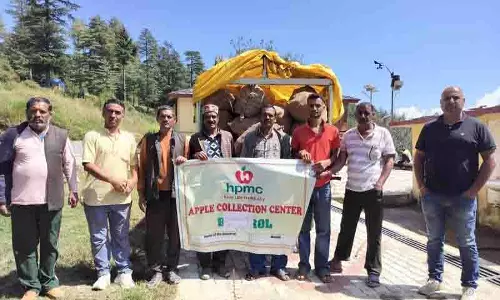 सड़कें बंद, मंडी के Jwalapur में सेब खरीद केंद्र स्थापित