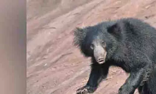 Singrauli: दो लोगों को मारने वाली मादा भालू मृत पाई गई Singrauli: दो लोगों को मारने वाली मादा भालू मृत पाई गई