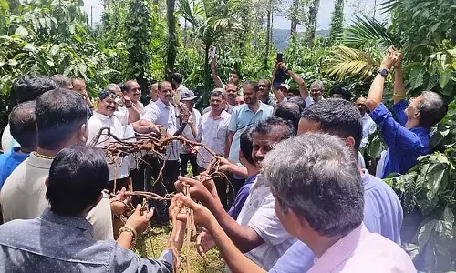 मिर्च की जड़ें 20 फीट तक फैलती हैं: कृषि विज्ञानी सुनील तामगले मिर्च की जड़ें 20 फीट तक फैलती हैं: कृषि विज्ञानी सुनील तामगले