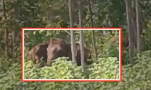 Odisha : बोलांगीर राउरकेला हाथियों के आतंक से जूझ रहे हैं