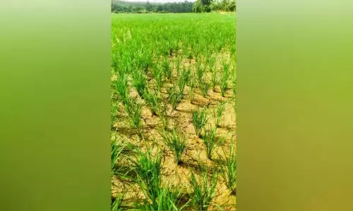 पंपिंग शुरू नहीं हुई है; कुंडोपदम में फसल को नुकसान का खतरा