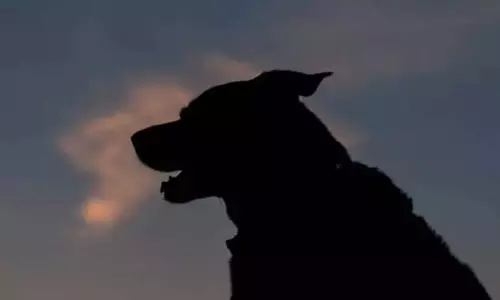 Kerala : 11 लोगों को काटने वाले कुत्ते में रेबीज की पुष्टि Kerala : 11 लोगों को काटने वाले कुत्ते में रेबीज की पुष्टि