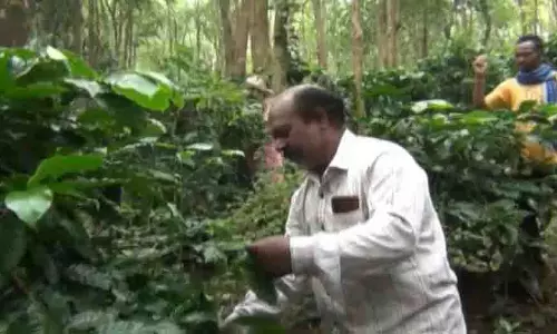 Koraput: कॉफी की खेती पर कीट प्रकोप का खतरा, किसानों में दहशत