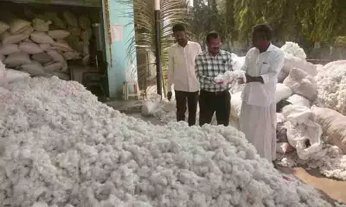 MSP से कम भाव, मंडियों में कपास किसानों की भीड़ बढ़ने को तैयार MSP से कम भाव, मंडियों में कपास किसानों की भीड़ बढ़ने को तैयार