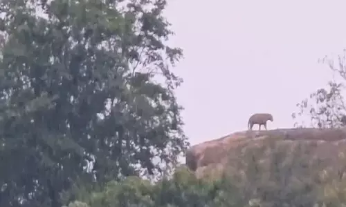महबूबनगर में बाघिन के बाद फिर दिखा तेंदुआ, तिरुमला देव गुट्टा हिलॉक में मची दहशत