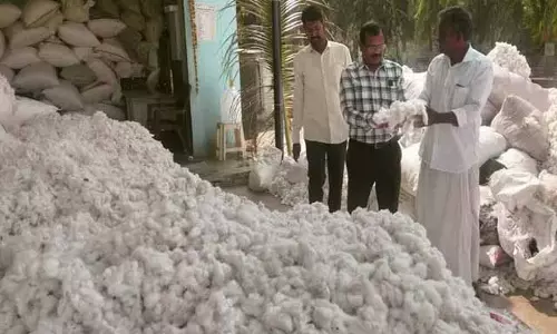 कपास सीजन शुरू होने से पहले संकट: एमएसपी से नीचे लुढ़के भाव, 6 लाख किसान चिंतित