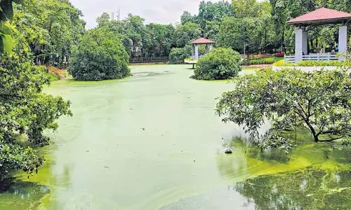 हैदराबाद में शुरू हुआ बथुकम्मा उत्सव, झीलों और तालाबों की सफाई पर उठे सवाल