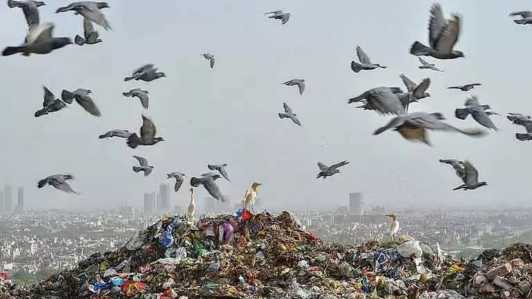 एनजीटी ने कहा, गुरुग्राम लैंडफिल से पर्यावरण को खतरा एनजीटी ने कहा, गुरुग्राम लैंडफिल से पर्यावरण को खतरा