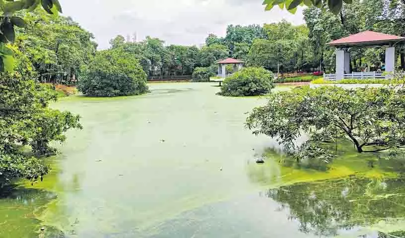 शैवाल ने KLN पार्क झील को अवरुद्ध कर दिया, सनथनगर में बथुकम्मा उत्सव को खतरा है शैवाल ने KLN पार्क झील को अवरुद्ध कर दिया, सनथनगर में बथुकम्मा उत्सव को खतरा है