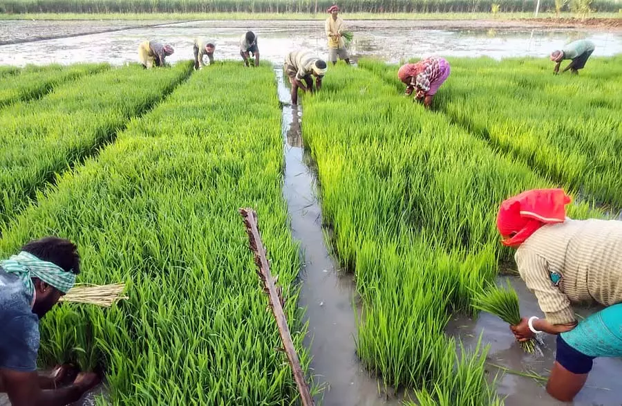 Yalandur : उत्तर भारतीय धान की रोपाई में शामिल हो रहे Yalandur : उत्तर भारतीय धान की रोपाई में शामिल हो रहे