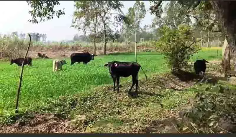 निराशा के खेत, आवारा पशुओं के कारण Himachal के किसान खेतों को खाली छोड़ रहे निराशा के खेत, आवारा पशुओं के कारण Himachal के किसान खेतों को खाली छोड़ रहे