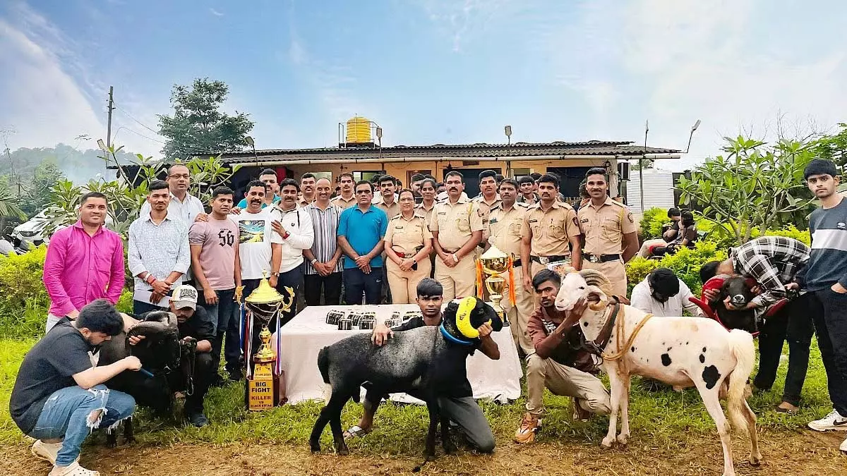 रायगढ़ पुलिस ने अवैध भेड़ लड़ाई जुआ रैकेट का भंडाफोड़ किया; 77 आरोपियों के खिलाफ मामला दर्ज रायगढ़ पुलिस ने अवैध भेड़ लड़ाई जुआ रैकेट का भंडाफोड़ किया; 77 आरोपियों के खिलाफ मामला दर्ज