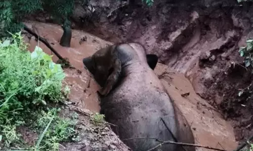 डबरी में गिरे हाथी को निकालने रेस्क्यू ऑपरेशन जारी, वीडियो