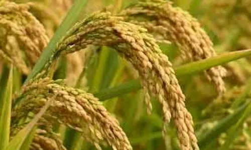 Punjab : धान की फसल पर वायरस के हमले से किसान चिंतित Punjab : धान की फसल पर वायरस के हमले से किसान चिंतित