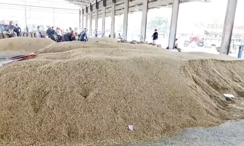 Karnal: किसानों के लिए खुशखबरी, आज से धान की खरीद