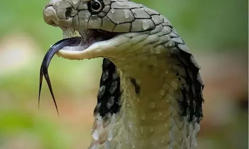 हे भगवान! महिला को कमरे में बंदकर सांप छोड़ दिया, फिर जो हुआ...